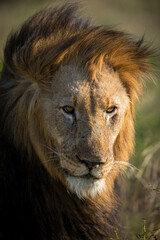 portrait of a lion