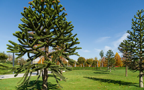 Spiky green Araucaria araucana, monkey puzzle tree, monkey tail tree, or Chilean pine in landscape city park Krasnodar or Galitsky Park in sunny autumn 2021
