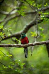 Narina Trogon