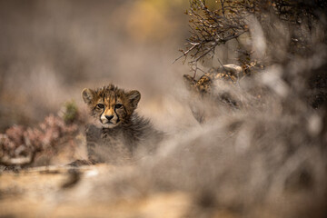Cheetah cub portrait