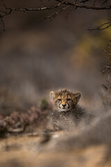 Fototapeta na wymiar Cheetah cub portrait