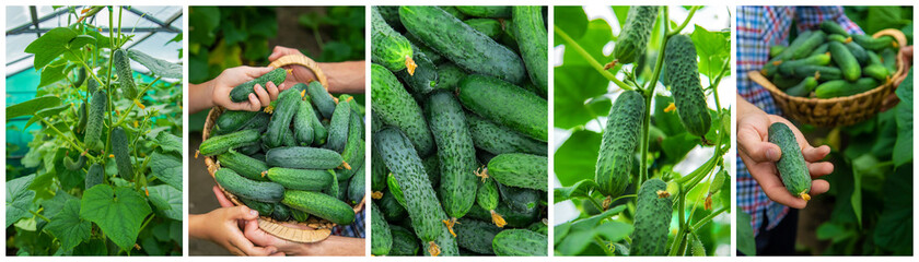 Collage of harvest garden cucumbers. Selective focus.