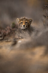 Cheetah cub portrait