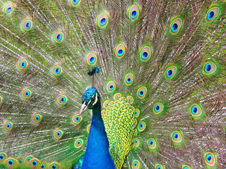 Obraz premium Peacock displaying his tail 