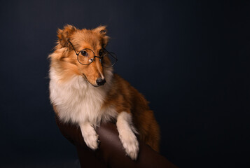 sheltie puppy with glasses on a blue background in the studio