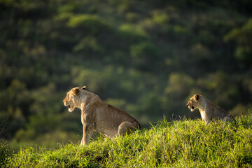 Lion cubs