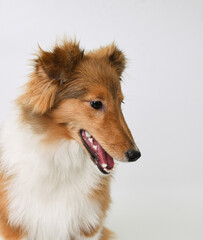 the head of a sheltie puppy on a white background in the studio