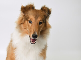 the head of a sheltie puppy on a white background in the studio
