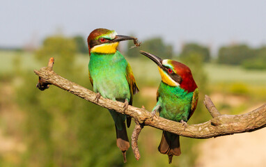 courtship of paradise colorful birds bee-eaters