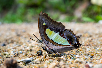 Macro Butterflies feed on minerals in the soil.Butterfly  native  species of Thailand and Asia.Polka dot,black and yellow butterfly, a rare species of  Doi Chiang Dao Mountain,Thailand,Asia.
