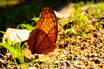 Macro Butterflies feed on minerals in the soil.Butterfly  native  species of Thailand and...