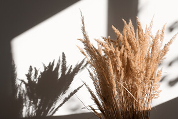 Interior with dry flowers of pampas grass and abstract shadow from the window and sunbeams. Boho...