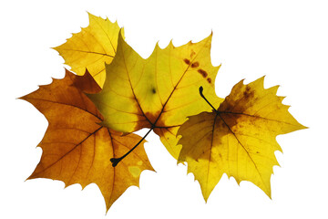 Fototapeta premium yellow autumn leaves, seasonal background