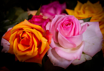 Fototapeta na wymiar Beautiful pink orange roses close-up picture