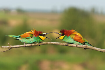pair of beautiful colorful birds shout at each other on a branch