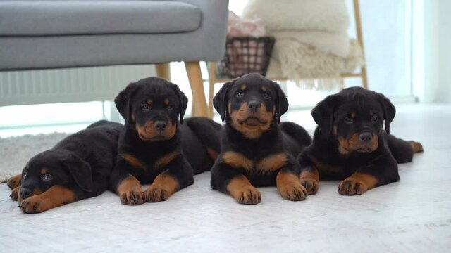 rottweiler puppies in row on floor at home