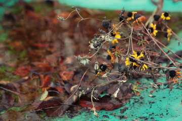 Fading autumn. Withering flowers and plants. Autumn pastel colors. Aging process