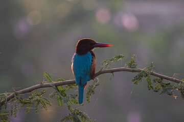 kingfisher on branch