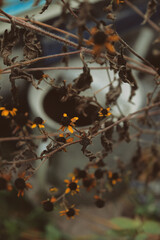 Fading autumn. Withering flowers and plants. Autumn pastel colors. Aging process