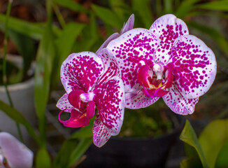 Close-up stunning texture white red colour orchid flower picture