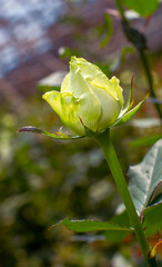 A yellow-white single rose close-up picture