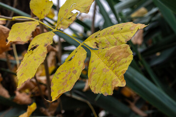 Colorful autumn leaves on a branch