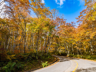 Obraz premium 【鳥取県 大山】赤く紅葉した秋の車道 ドライブ 