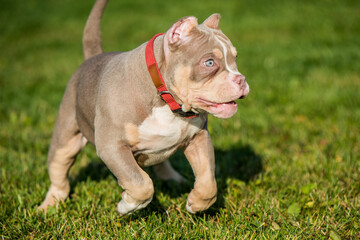 A pocket Lilac color male American Bully puppy dog is moving. © zanna_