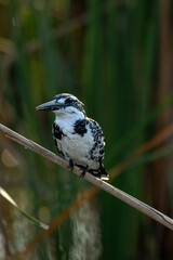 Pied kingfisher perched on the branch