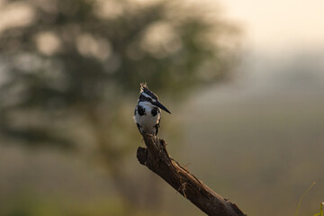 pied kingfisher on branch backlight 