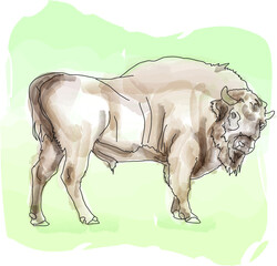 zubr (aurochs, bison) in Bialowieza National Park. Poland. Watercolor sketch, vector illustration