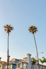 Two tall palm trees outside a building at Oceanside, California