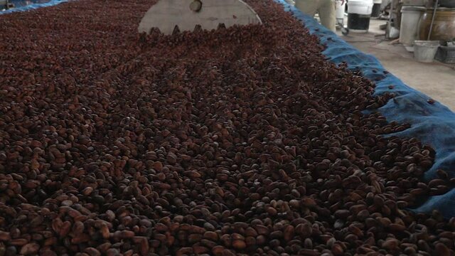 Dry cacao beans cocoa beans being moved with a rake in the wooden floor close up slow motion