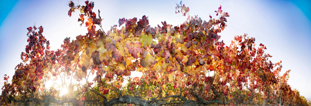 The colors of the birthmarks of the vines in autumn