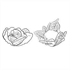 Cabbage and cauliflower or broccoli. Set of vegetables outline vector icons.
Doodle style. Hand drawing