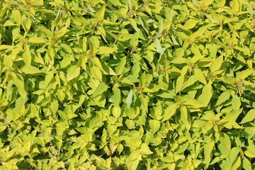 Full frame top view of many beautiful bright green coleus plants growing in the sunny meadow.