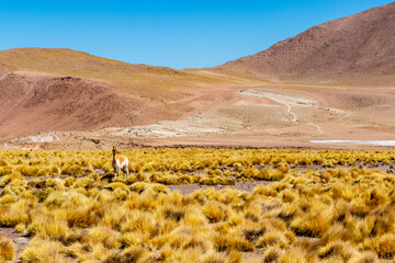 Vicuna at El Tatio geothermal field with geyers in the Andes mountains, Atacama, Chile