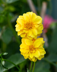 Yellow dahlia flower in late summer autumn cottage garden