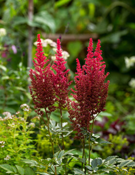 Blooming red flower astilba plant in summer cottage garden