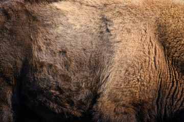Real fur bison skin texture. Animal print pattern background