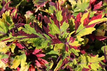 Colorful mixed red and green coleus plants.