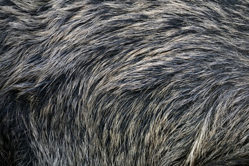 Texture of a skin of a wild boar as background