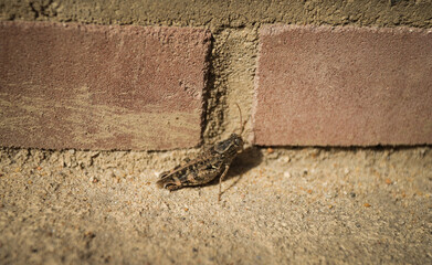 gray grasshopper close-up on concrete and brick background