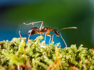 Macro photo of ant on green moss. Close up portrait of insect on dark background.