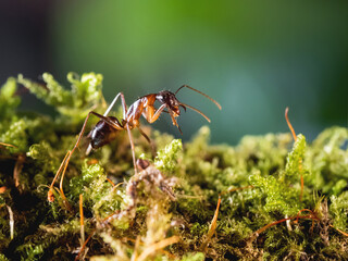 Macro photo of ant on green moss. Close up portrait of insect on dark background.