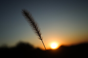 silhouette of spikelet close-up against the background of a beautiful orange sunset in summer