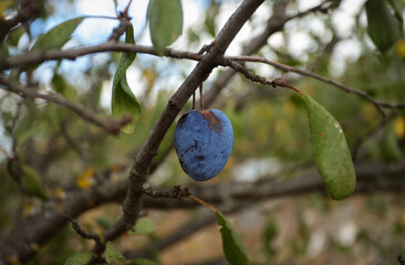 blue ripe plum hanging on branches close-up