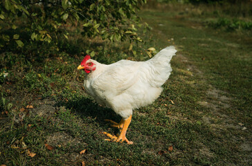 large white hen with powerful yellow paws close-up on a background of green grass