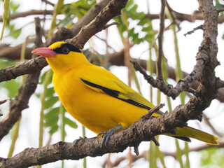Black-naped Oriole