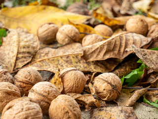 whole on the ground walnuts among leaves